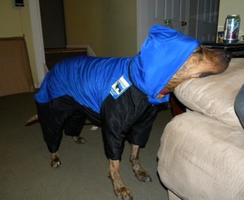 Yes, that's a dog snowsuit.