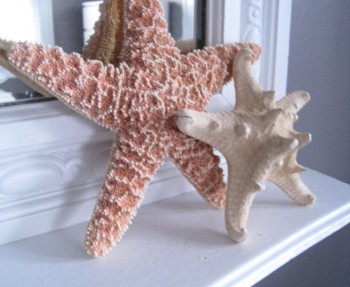 Starfish from San Francisco.