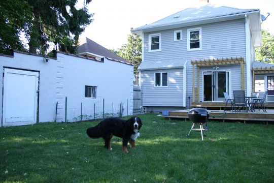 The backyard on a more overcast afternoon. And mischievous Cody.