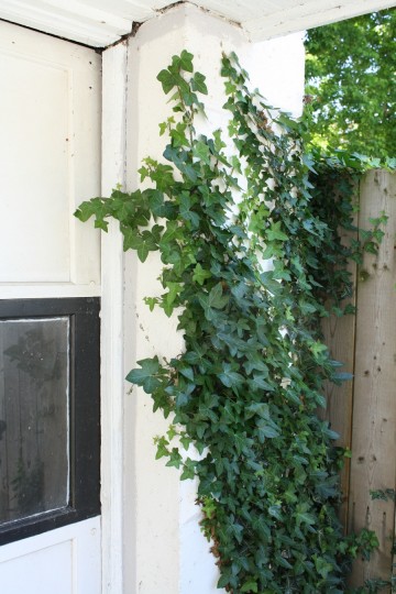 Blocks on the right side of the garage door are covered in ivy.