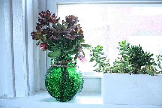 Faux-succulents beside real succulents.