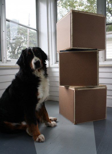 Finished boxes. And a curious dog.