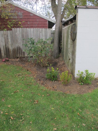 Mountain Laurel, with its leafy greens will really liven up that back corner of the yard.