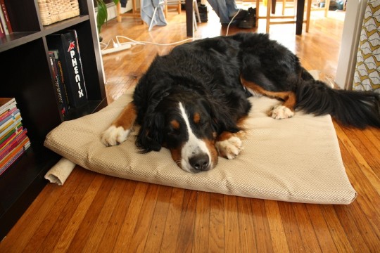 I can't stand the cuteness of a sleeping dog.