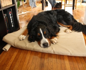 A better DIY dog bed.