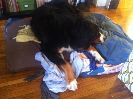 The dog's bed fell apart. He doesn't look phased.