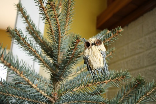 Pretty Target Owl.