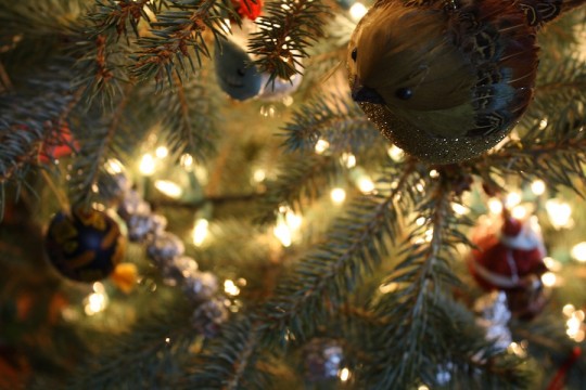 Birds, lights, yetis, tin foil.