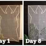 Bear Rug: Quick Update #1