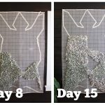 Bear Rug: Quick Update #2