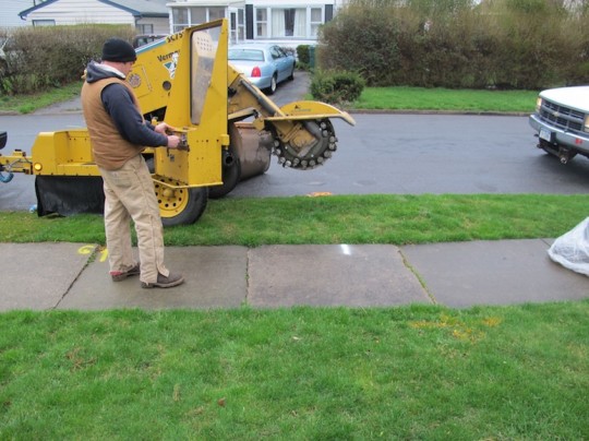 Stump grinder to create a space for the new tree.