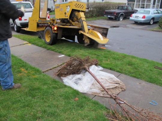 Stump grinder to create a space for the new tree.
