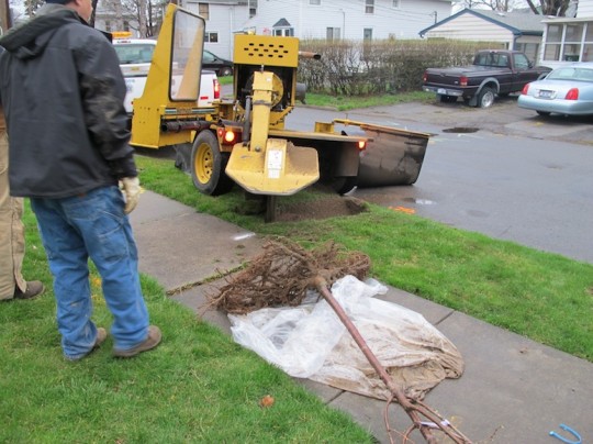 Stump grinder to create a space for the new tree.