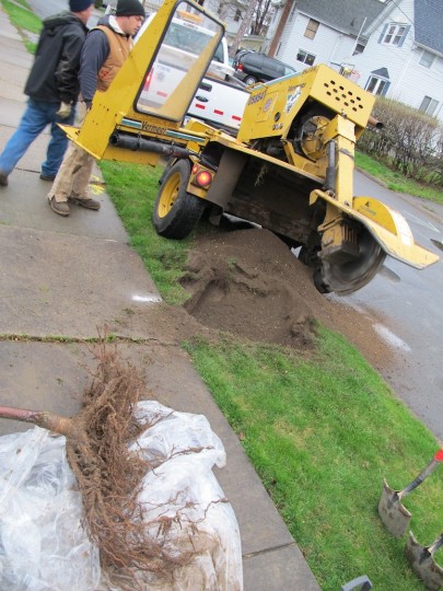 Stump grinder to create a space for the new tree.