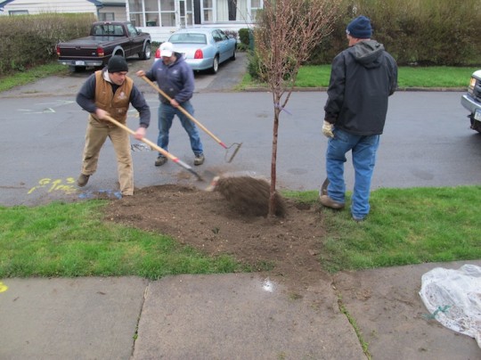 New tree, planted!