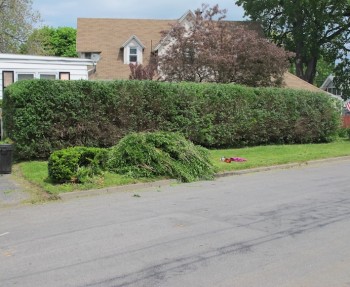 Hedge trimming.
