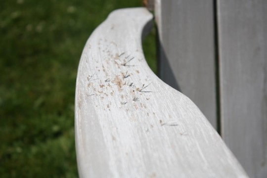 Need to power wash this chair.