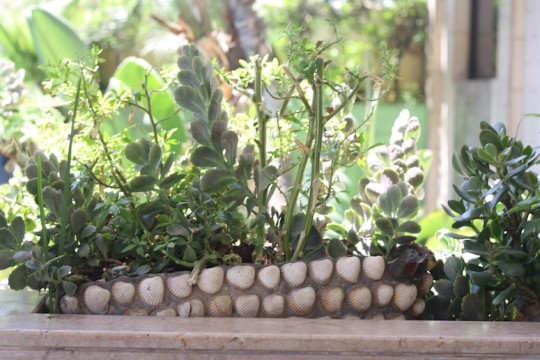 Lush landscaping at the hotel, Casablanca, Morocco.