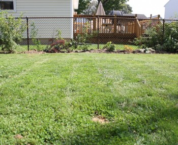 Our young perennial garden.