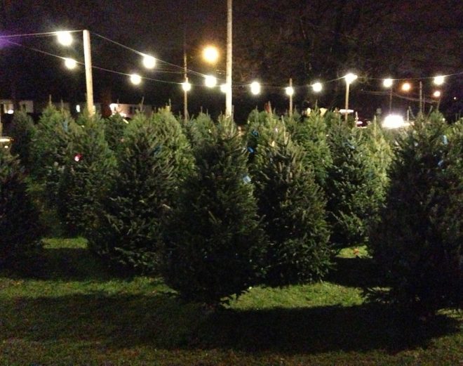 Oh, glorious tree farm. Oh, glorious tree farm.