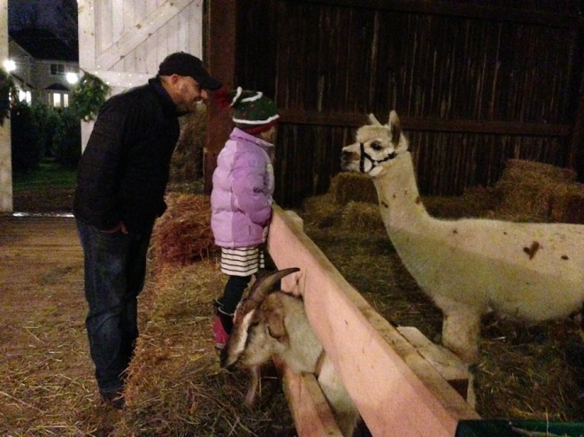 Alpaca lovin' with Pete and Julia at the Christmas Tree farm. Alpaca lovin' with Pete and Julia at the Christmas Tree farm.