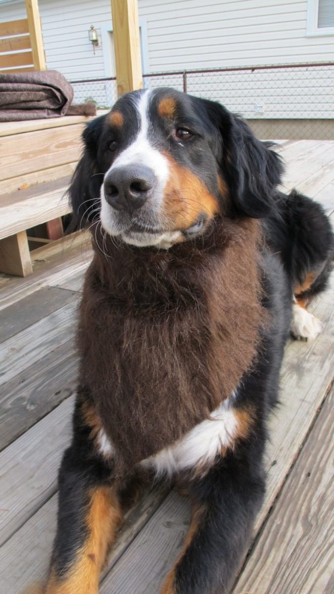 Furry dog bandana. Furry dog bandana.