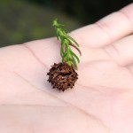 Tinest pine cone ever.