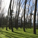 How amazing is this forest of leaning trees?