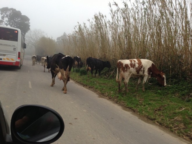 Cowjam, yo. (There were several tour busses on these narrow, bumpy dirt roads but we rarely saw other tourists outside of our hotel).