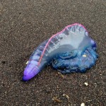 Portuguese Man Of War.