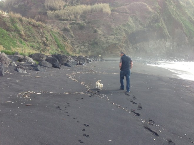 Puppy in the Azores.