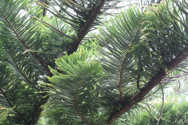 Pine trees in Sao Miguel.