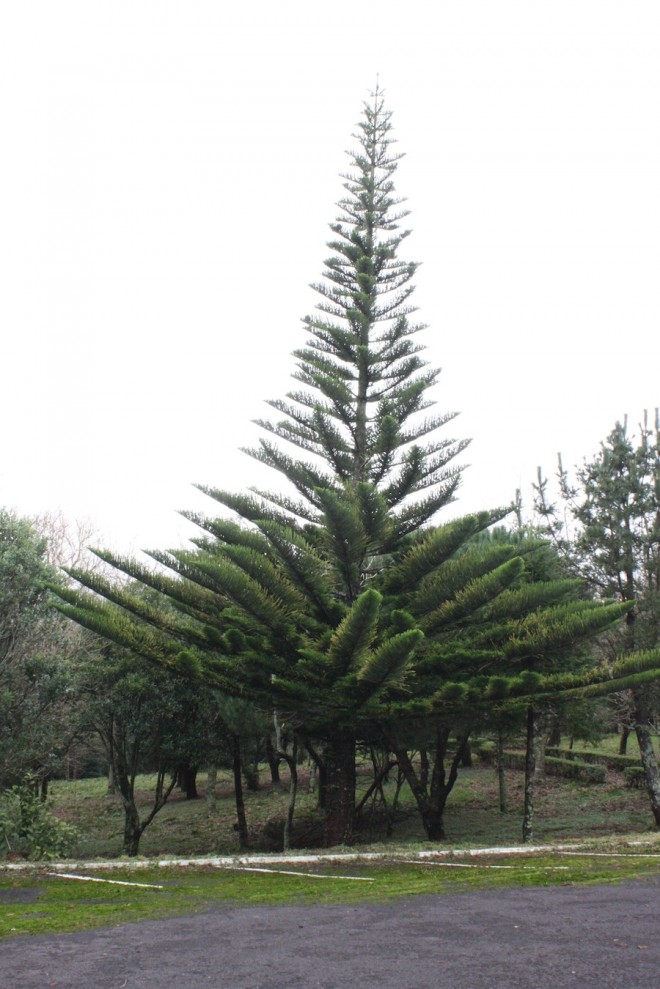 Pine trees in Sao Miguel.