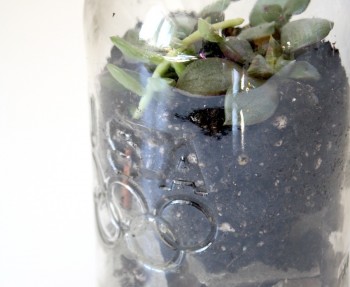 Summer terrarium using a vintage jar.